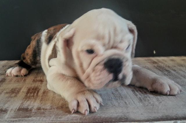 Bulldog Inglês puros e documentados