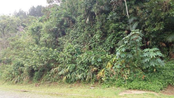 Terreno à venda, 2331 m² - Comary - Teresópolis/RJ - Foto 3