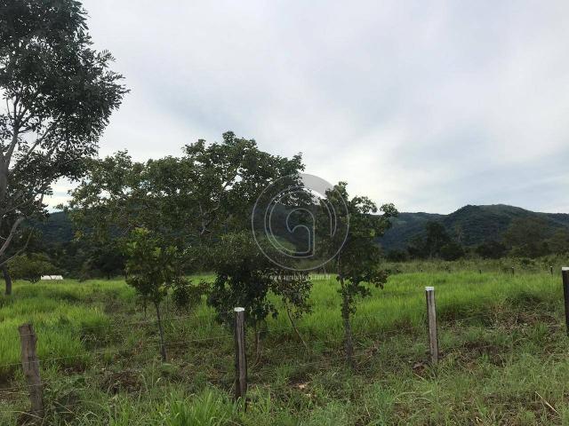 Sítio 11,8 ha na região distrito da guia - Foto 9