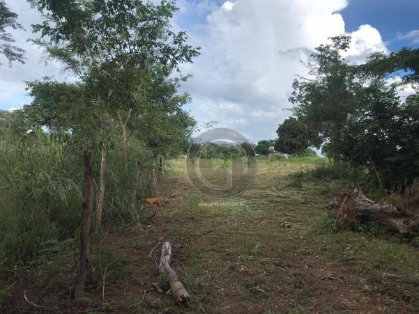 Sítio 11,8 ha na região distrito da guia - Foto 14