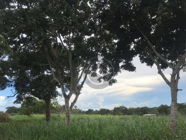 Sítio 11,8 ha na região distrito da guia - Foto 3