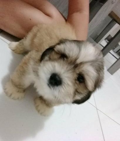 Filhote de Lhasa apso - Foto 2