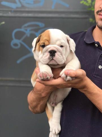 Bulldog Inglês contrato de garantia genética e viral - Foto 4