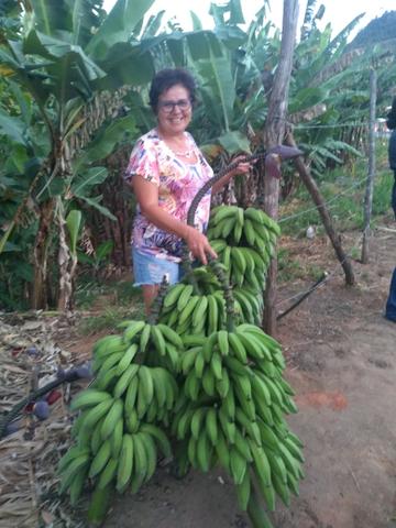 Mudas de Bananeiras pacovam e leite e anam