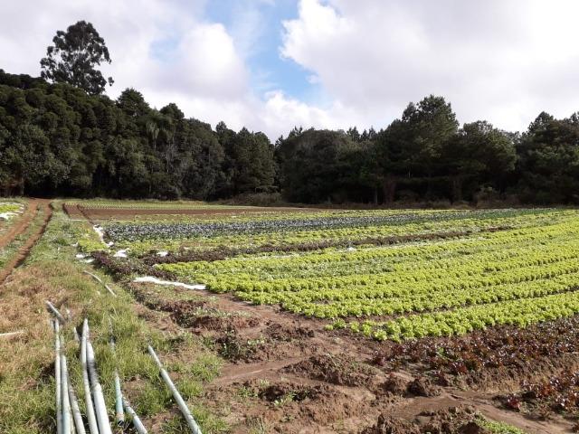 Chácara com 39.631m2 em Campina Grande do Sul - Aceito Imóvel Com Volta - Foto 5
