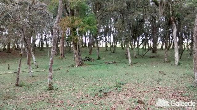Chacara|Área com 60.000m² em São José dos Pinhais - Foto 12