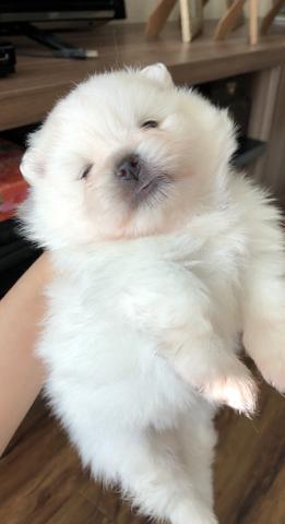 Vende-se macho Lulu da Pomerânia branco - Foto 5