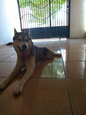 Filhotes husky siberiano - Foto 5