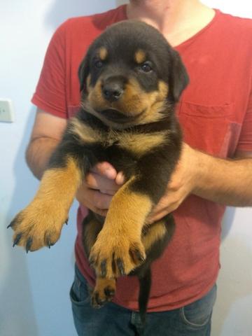 Lindos filhotes, robustos, cabeçudos, com pedigree - Foto 2