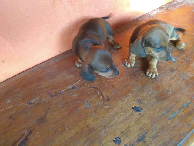 Filhotes de salsichinha (Basset Houn9) - Foto 3