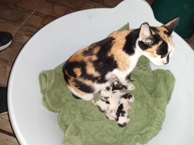 Gata com seus oitos filhotes recém nascidos