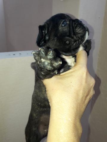 Filhotes de buldogue francês