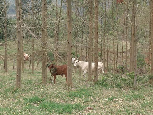 Fazenda em Campo Largo Bairro São Silvestre - Foto 9