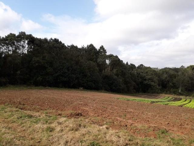 Chácara com 39.631m2 em Campina Grande do Sul - Aceito Imóvel Com Volta - Foto 3
