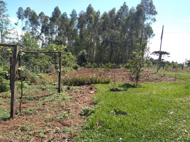 Chácara de 3,2 ha Na Localidade de Pinheiros - Montenegro - RS. 102 - Foto 5