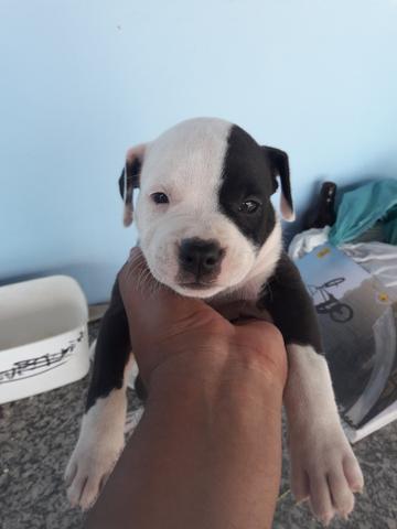 Filhotes de pitbull Amstaff - Foto 3