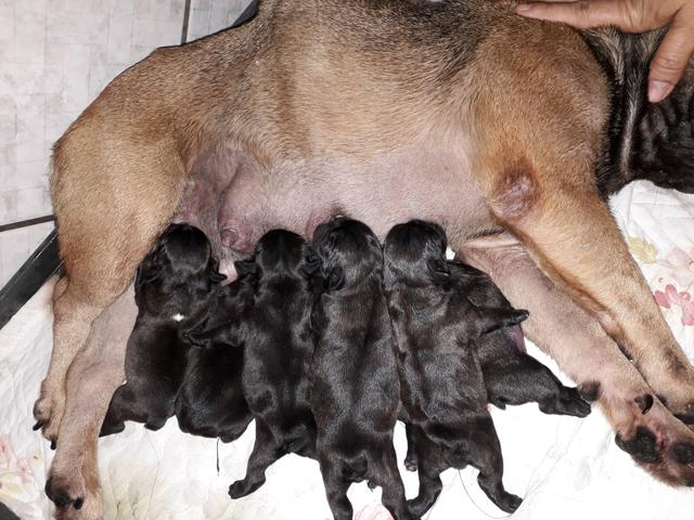 Filhotes de buldogue francês - Foto 3