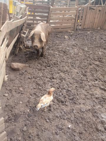 Porca matriz - Foto 2