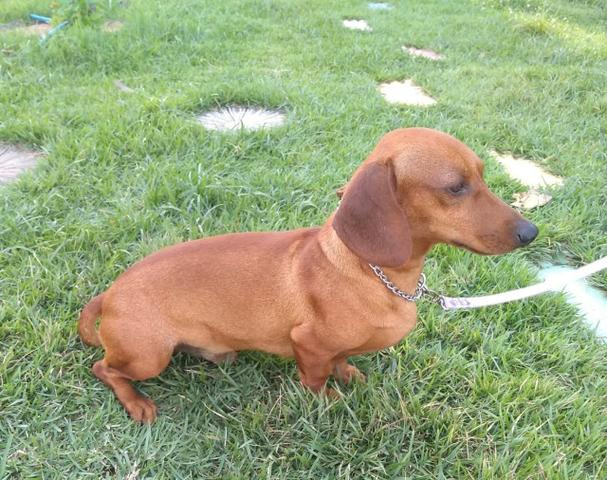 Filhotes de salsichinha (Basset Houn9) - Foto 4