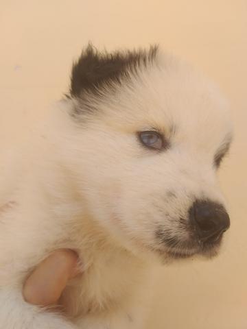 Filhotes de husky siberiano piebald - Foto 2