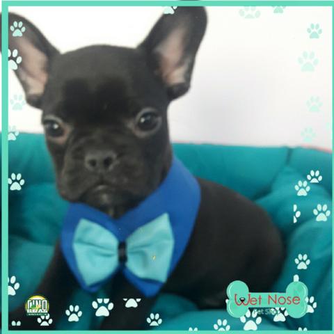 BUlldog Frances Macho com 30%De Desconto a vista na Wet Nose