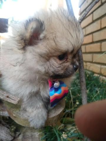 Lulu anão (Spitz alemão) - Foto 4