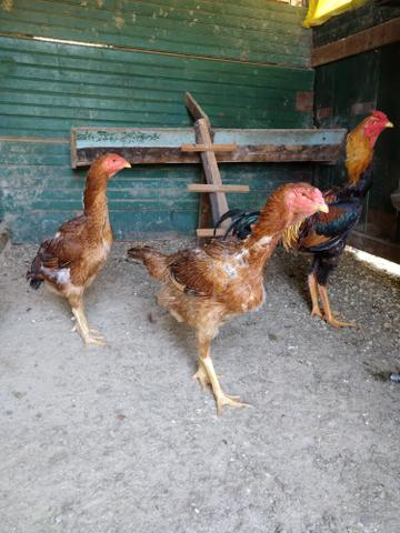 Galo e 3 Galinhas Índio gigante