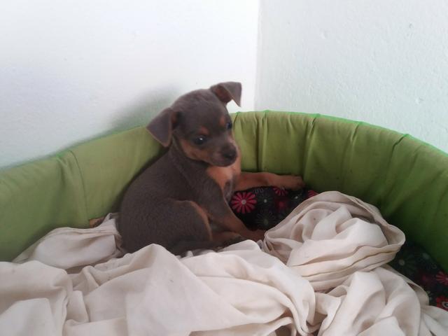 Vende-se cachorro pincher número 2 - Foto 2