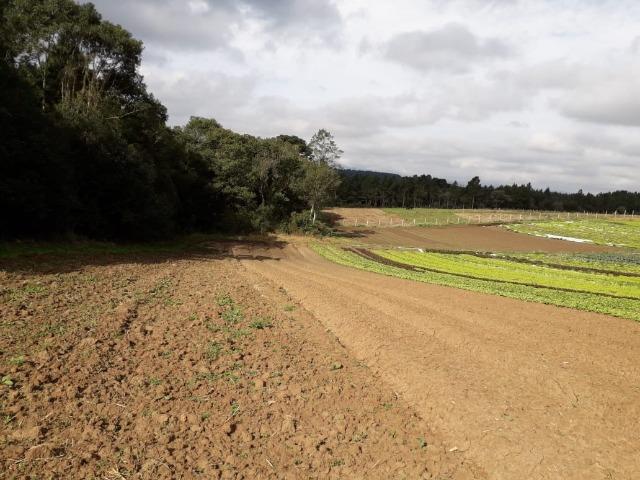 Chácara com 39.631m2 em Campina Grande do Sul - Aceito Imóvel Com Volta - Foto 15