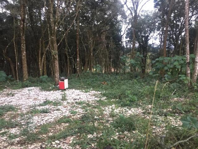 Terreno em colombo /1050 m2 / Chácara ou condomínio casas - Foto 2