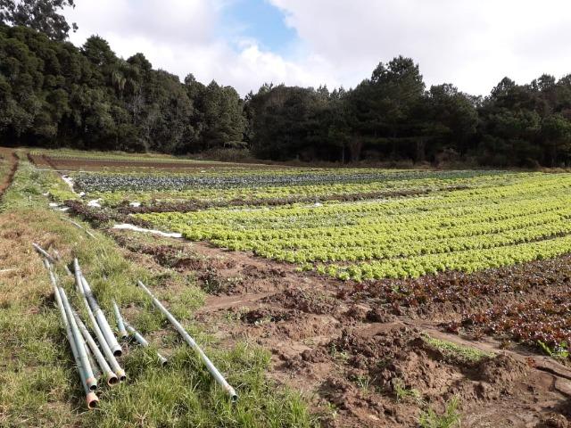 Chácara com 39.631m2 em Campina Grande do Sul - Aceito Imóvel Com Volta - Foto 7