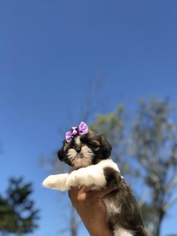 Lindas bibelôs de shih Tzu canil imperial amor ? e carinho com nossos filhotes - Foto 5