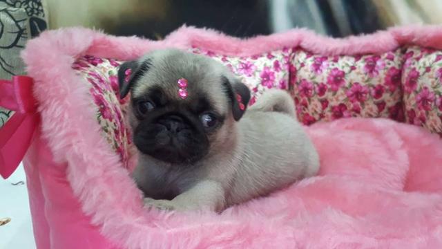 Pug a pronta com vacina e chip - Foto 2