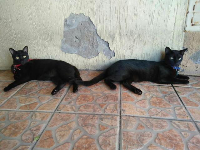 Doa-se casal de Gatos