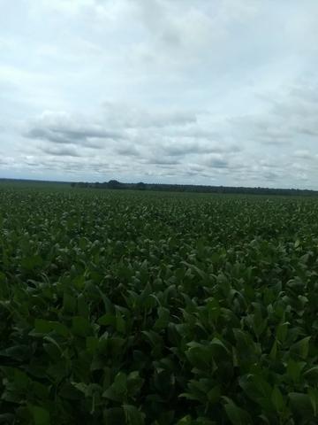 Alugo Fazenda no Ms Arrendamento 300 alq - Foto 3