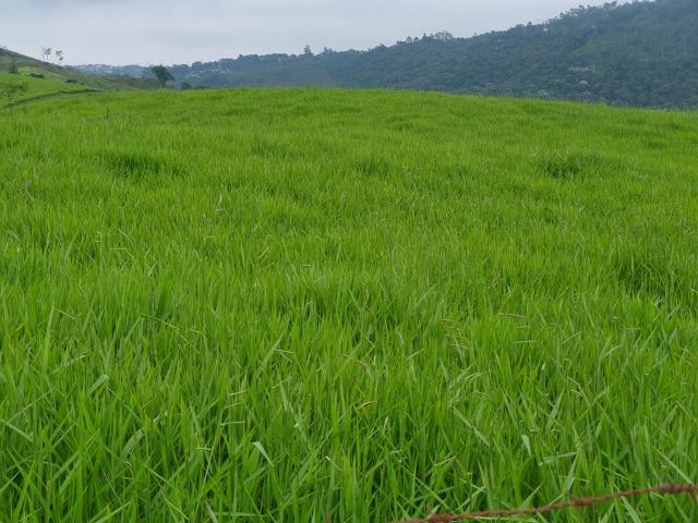 22 - Vendo Lindo Lote de 1000 m² . Garanta Agora !!! - Foto 4