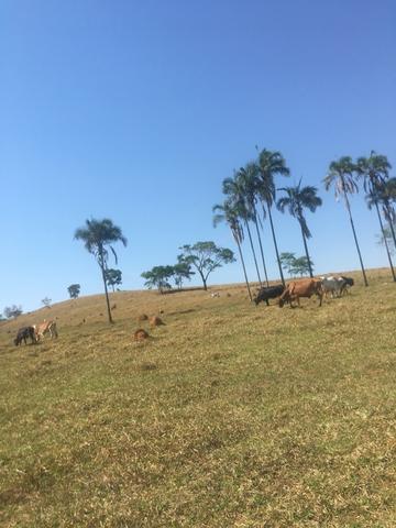 Fazenda caruru Valor R$ 1,400,000 - Foto 19