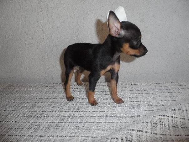 Procuro pinscher zero fêmea para comprar