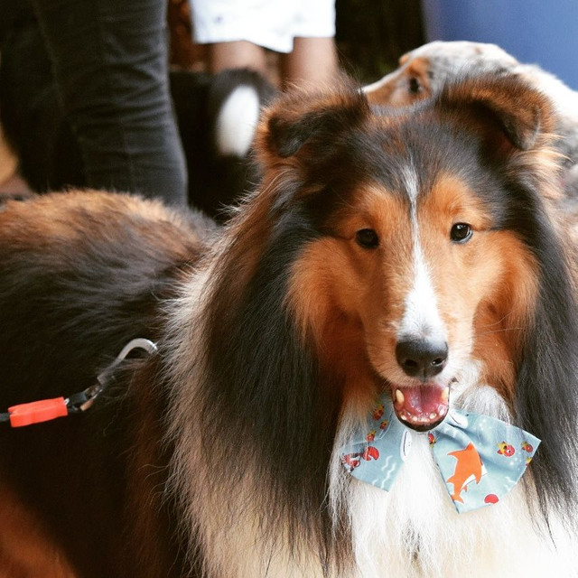 sheltie olx