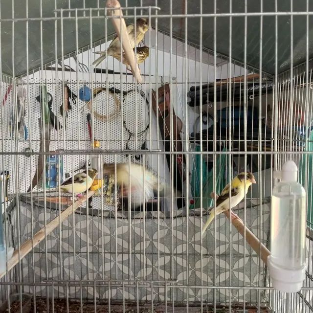 Gaiolas - Foto 2