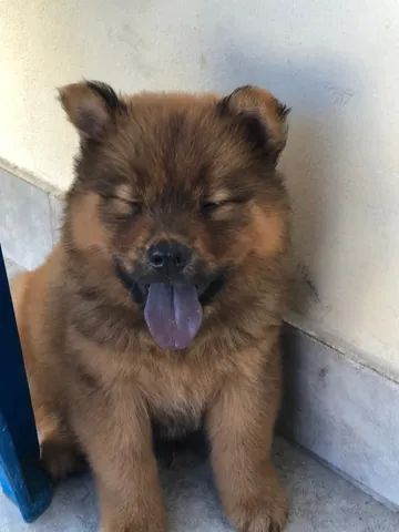 Filhote de Chow Chow