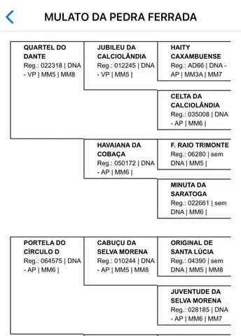 Potro MM - Registrado Provisório 