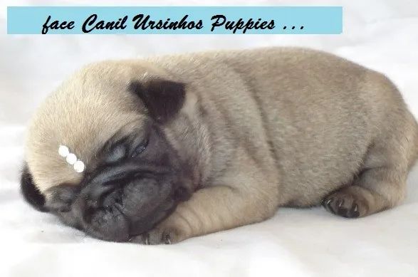 pug lindos bebes disponivel a reserva #canilursinhospuppies !