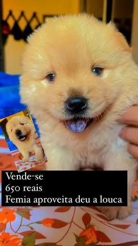 Chowchow