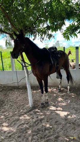 Cavalo Manga Larga Marchador Registrado