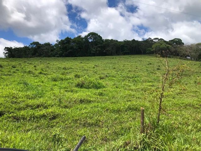 Fazenda 350 Hectares  - Foto 3