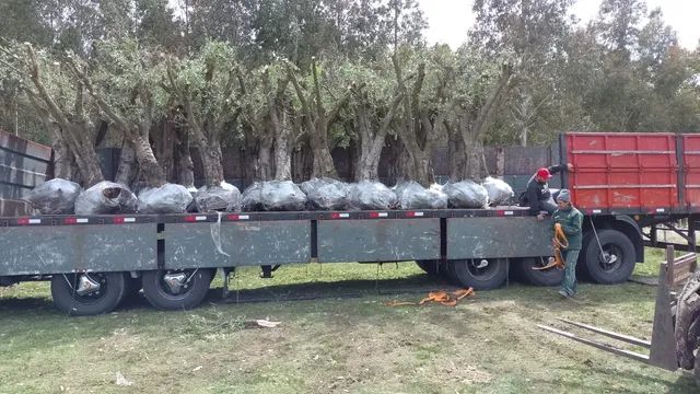 Oliveiras com 50 anos! - Foto 2