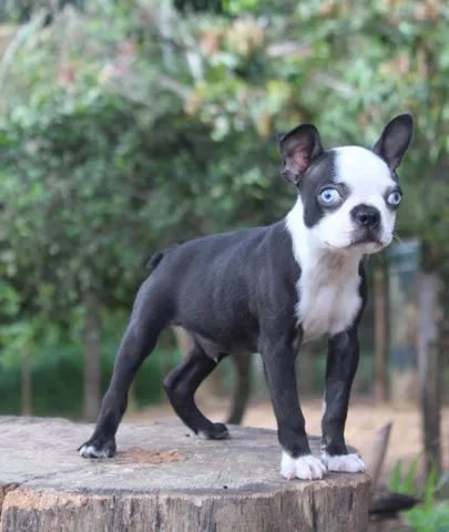 Boston terrier puppies store for sale olx