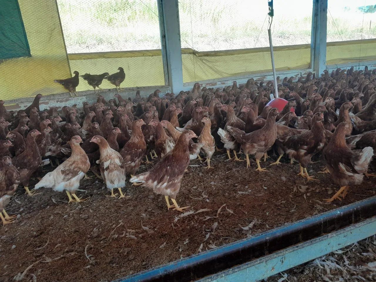GALINHAS POSTURAS 90 DIAS - Foto 3