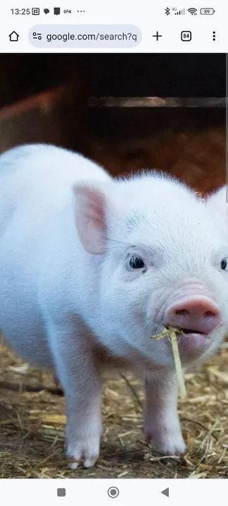 Mini pig branco pronta  entrega